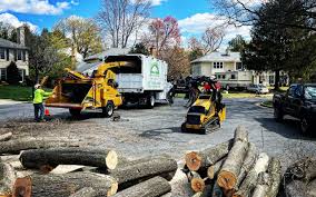 How Our Tree Care Process Works  in  Glencoe, IL